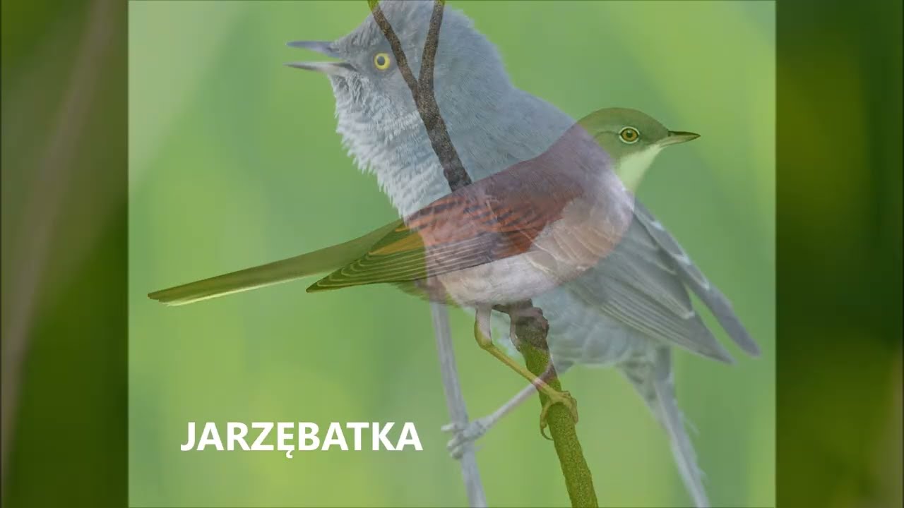 Piegża, cierniówka czy jarzębatka? – zgadnij jaki to ptak #ptakipolski #śpiewptaków #jakitoptak