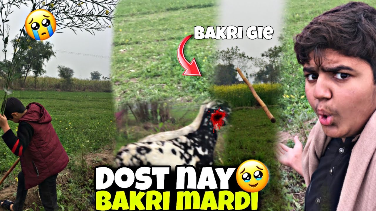 Dost nay bakri mar Dali😅 بکری مرنے لگی تھی 