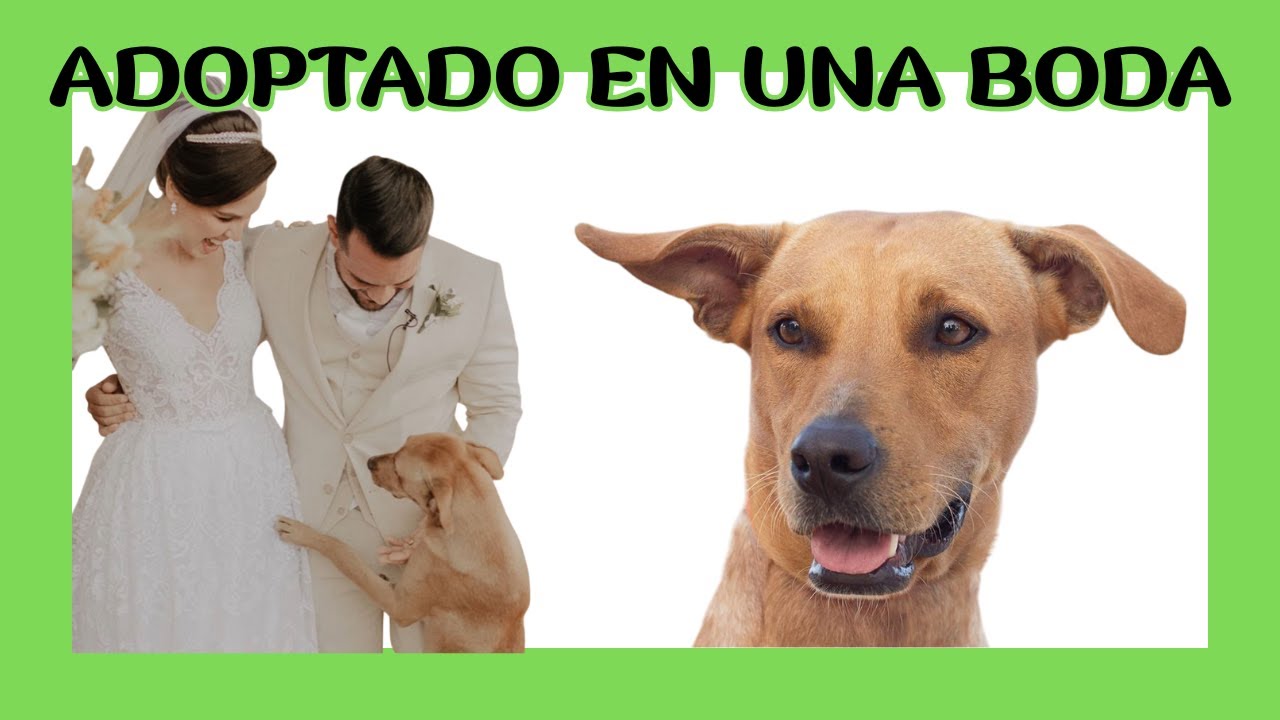 Este perro llegó sin invitación a una boda y se robó el corazón de los novios #adoptaunperro #amor