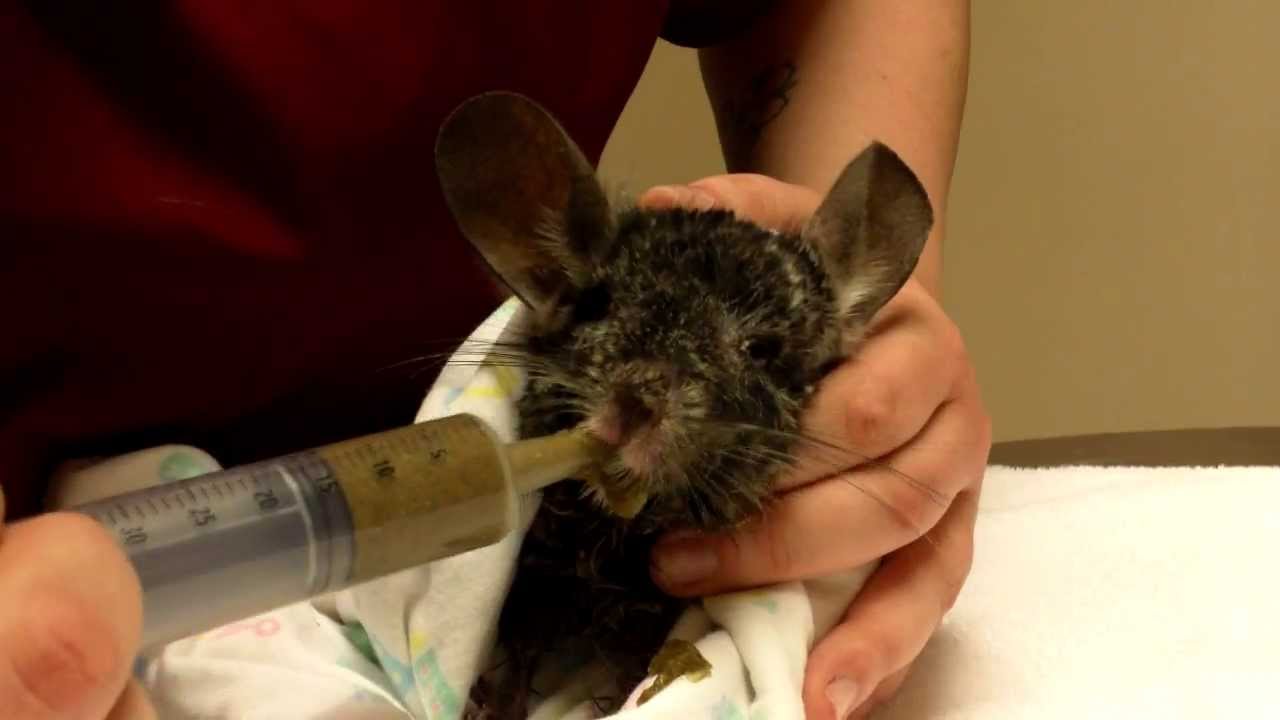 How to syringe feed your chinchilla