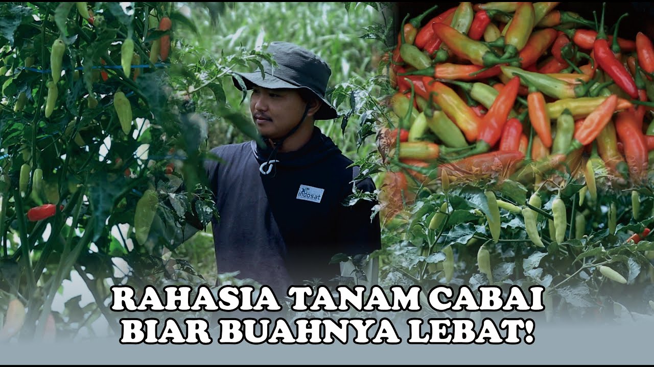 Rahasia Cabai Berbuah Lebat Sejak Awal Tanam | Terbukti di Lahan Petani