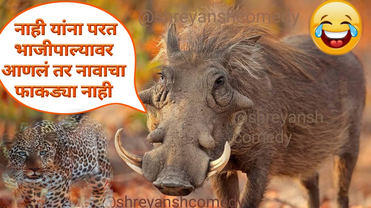 डुक्कर आणि माकडाची खतरनाक कॉमेडी | प्राण्यांची कॉमेडी | Funny Animal Dubbing 😂 Marathi Comedy Video😂