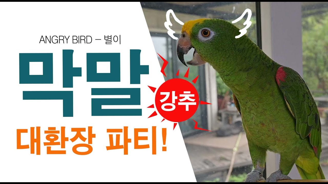 앵무새야? 사람이야? / 편집하다 너무 웃었네요! 강추!! / 막말 대환장 파티 / 사람과 대화하는 아마존 앵무새 / ANGRY BIRD
