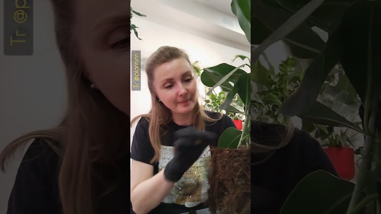 Фикус Микрокарпа Смайл - пересаживаю, рассказываю про грунт, дренаж и т.п.