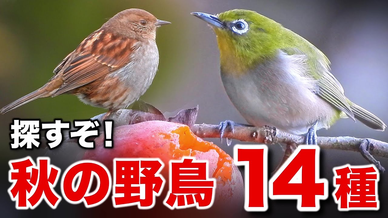 心が癒される！のどかな道で出会う野鳥たちの物語