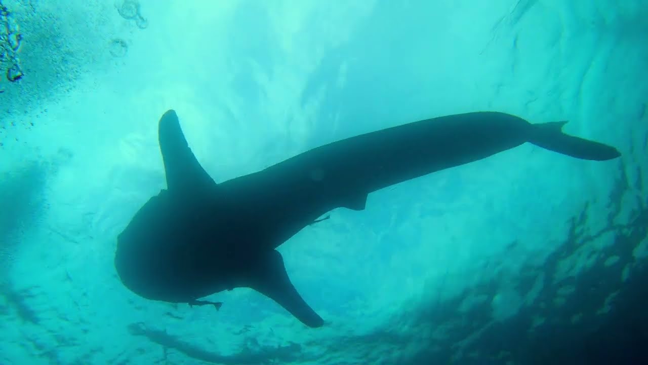 Whale Sharks Oslob Philippines 27.01.2026…Fill The Tank For Sylwia😘