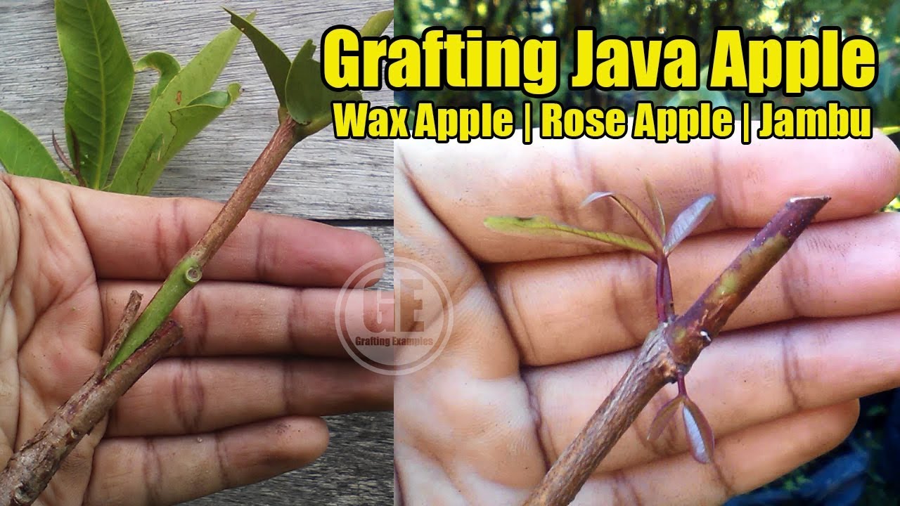 Grafting Java Apple Tree and Showing Result