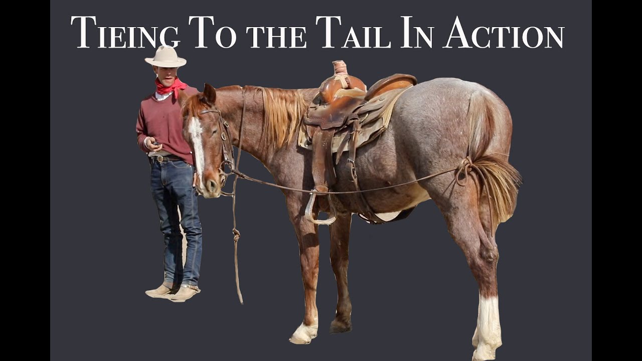 Tieing To The Tail In Action