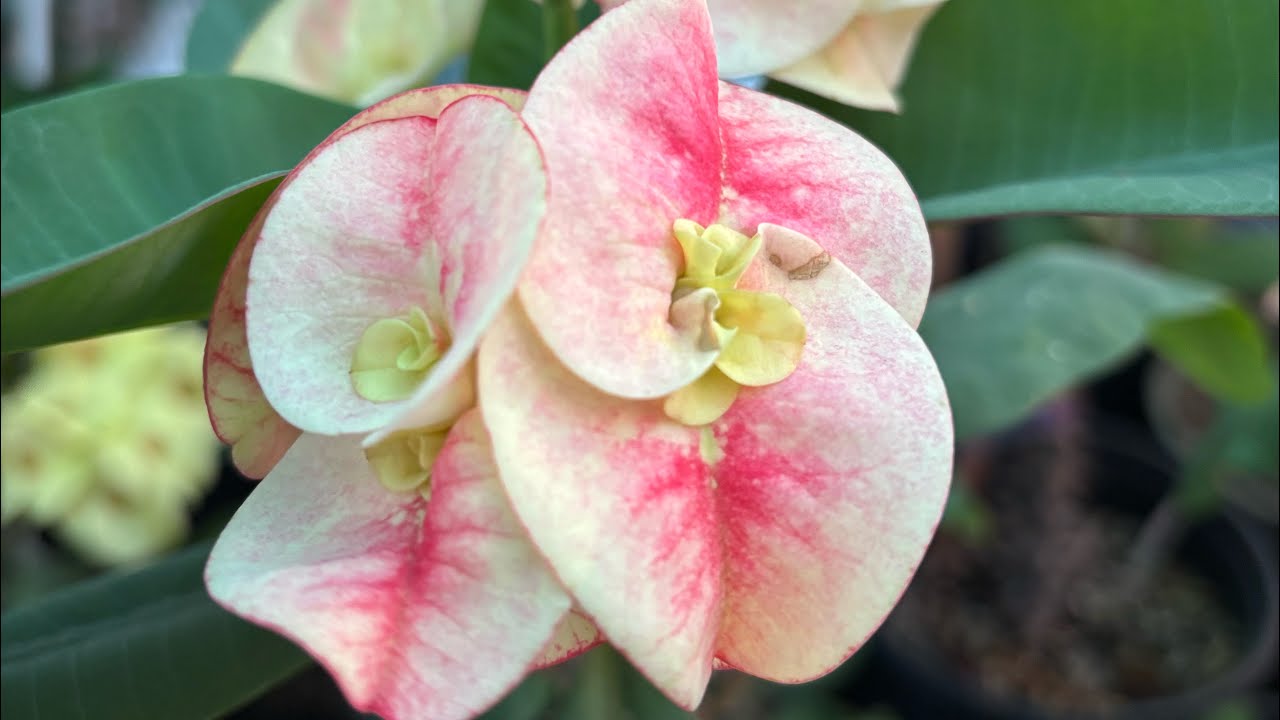 Les Muestro Algunas Con Flor