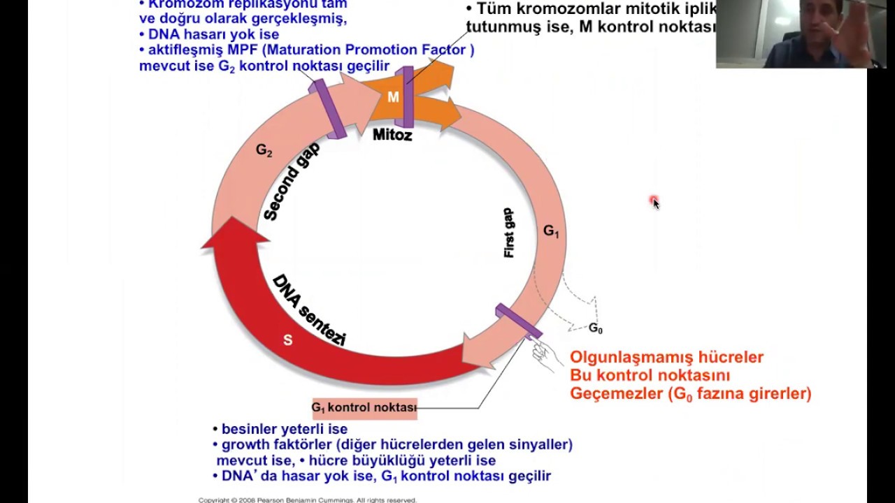 Hücre siklüsü, bölünmesi (Mitoz-Mayoz).Part2