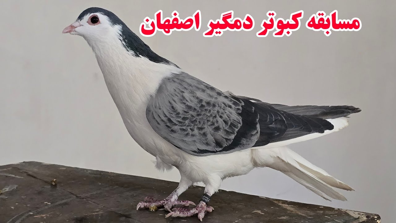 ❤️رها سازی ۷۴ کبوتر مسافتی دمگیر اصفهانی 