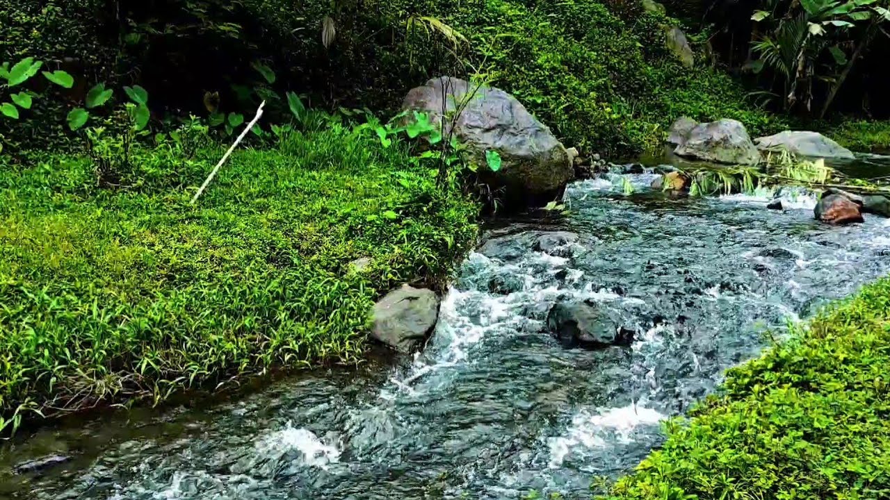 Relaxing River in the Forest | Nature Calm Ambience,Quiet River Water for Calm Mind & Bo