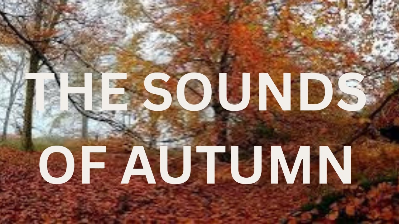 A forest soundscape deep in Autumn   A  mindful moment in nature   vivid colours of an Autumn forest