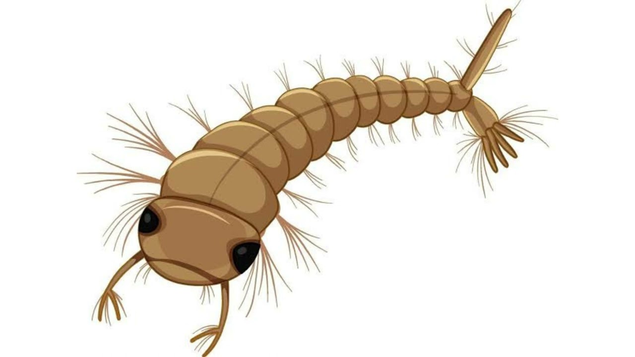 Ciclo de vida do mosquito