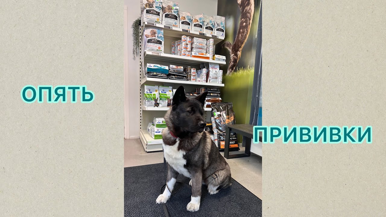 Ежегодное посещение ветклиники, прививки. Американская Акита Молли #акита #собака #влог