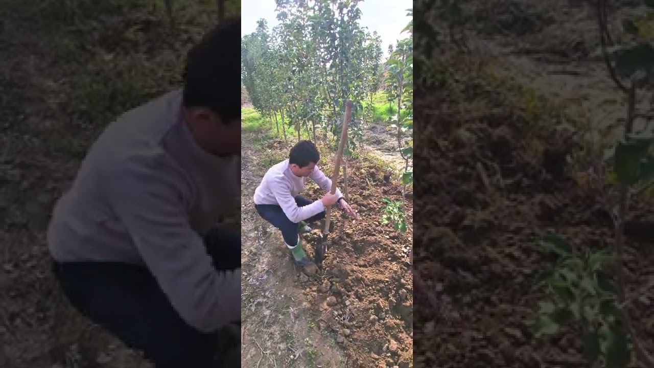 озуқадиҳи зимистона ба дарахт