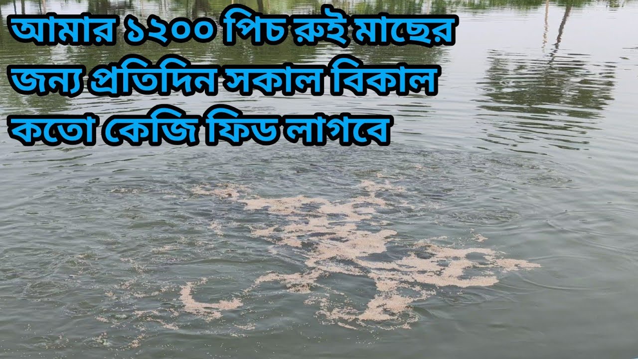 মাছের বডি ওয়েটের কত পারসেন্ট খাবার দিলে মাছ চাষে সফল হওয়া সম্ভব