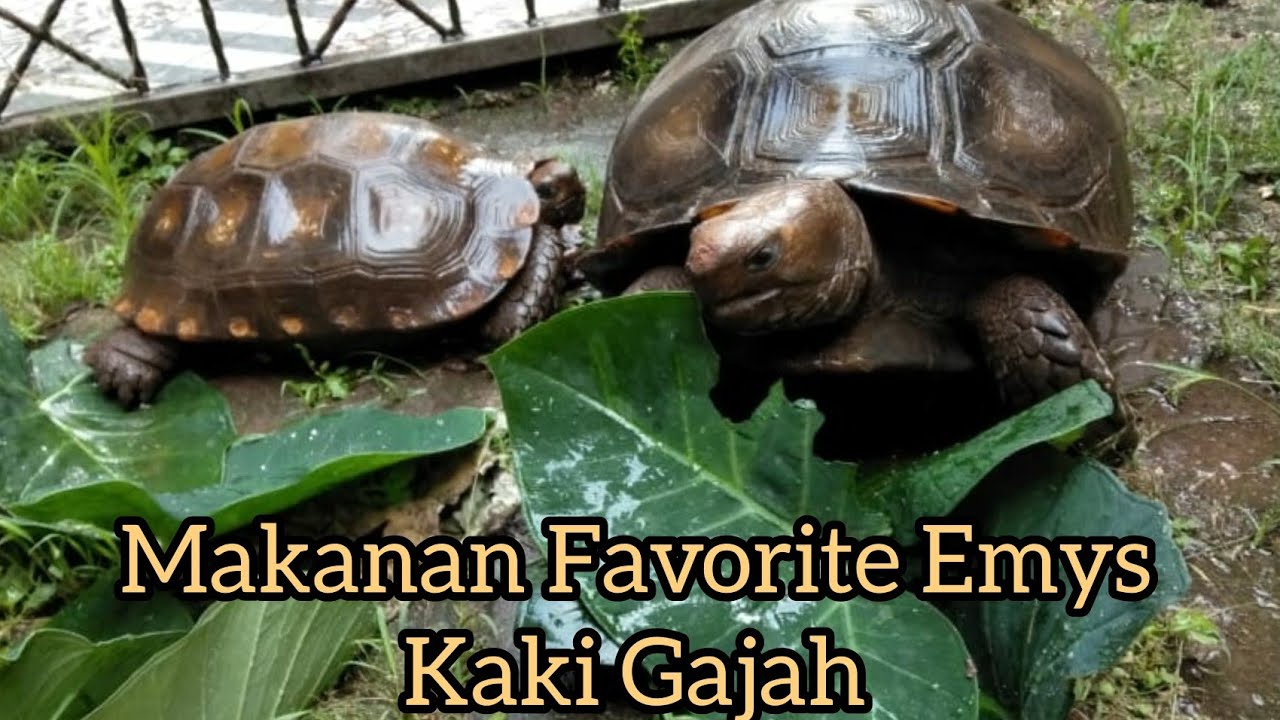 KURA-KURA KAKI GAJAH (EMYS) BUDIDAYA IGUANA, LOVEBIRD, GECKO, KUCING