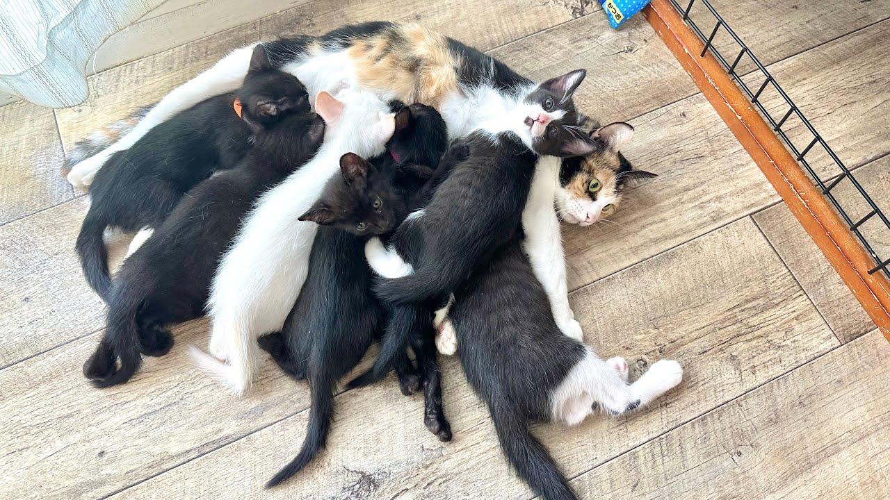 共同子育てのはずがベテランママ猫ばかりに集中した授乳風景【ポノfam物語#40】Parent and kitten cats raising a child together.