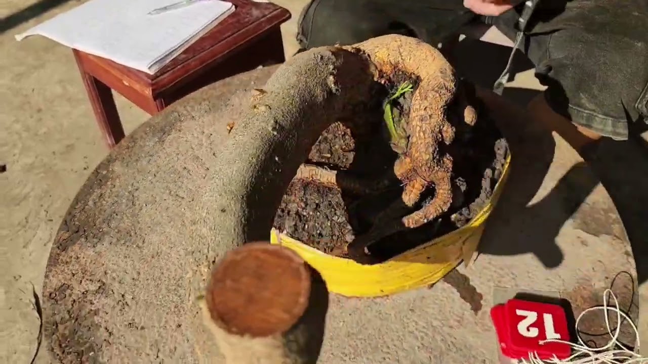 3/3 A Tú 0917771666 phôi mai bonsai đế đẹp giá rẻ