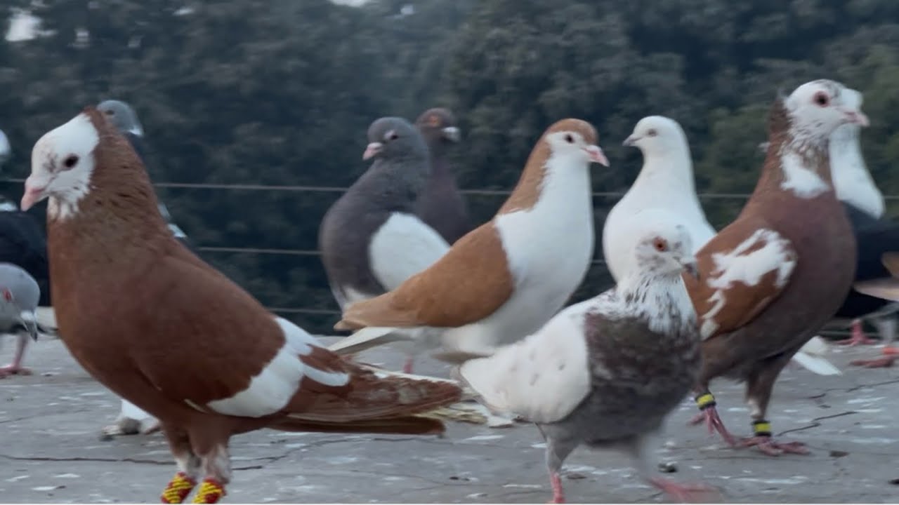 Today new entry 👌🏻fighter 45 kabutar 😱#pegionsvideos #pigeon #pegionslover #bird #khantapaywalamulta