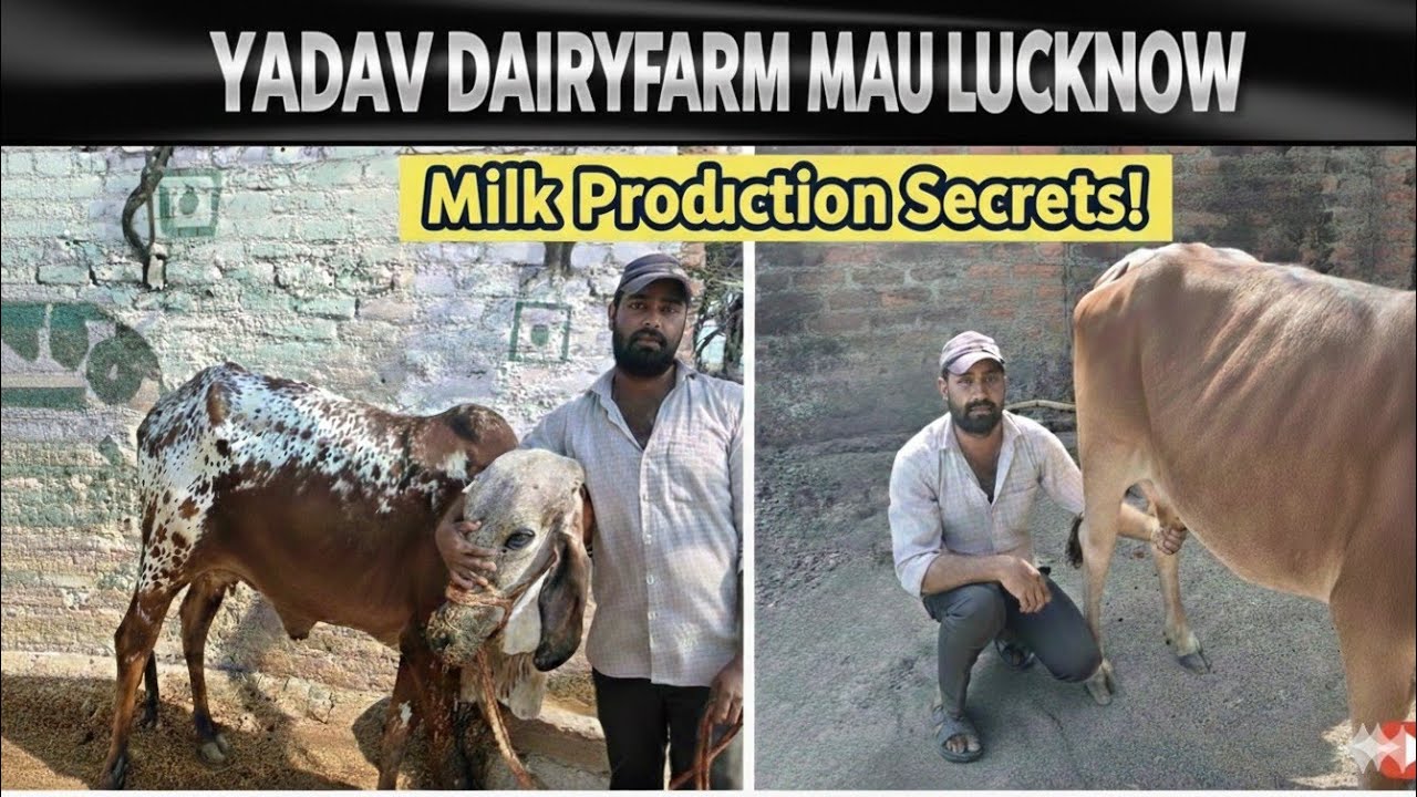 Cow Available for sale Best Dairy Farm in Mau Lucknow | Yadav Dairy Farm Visit