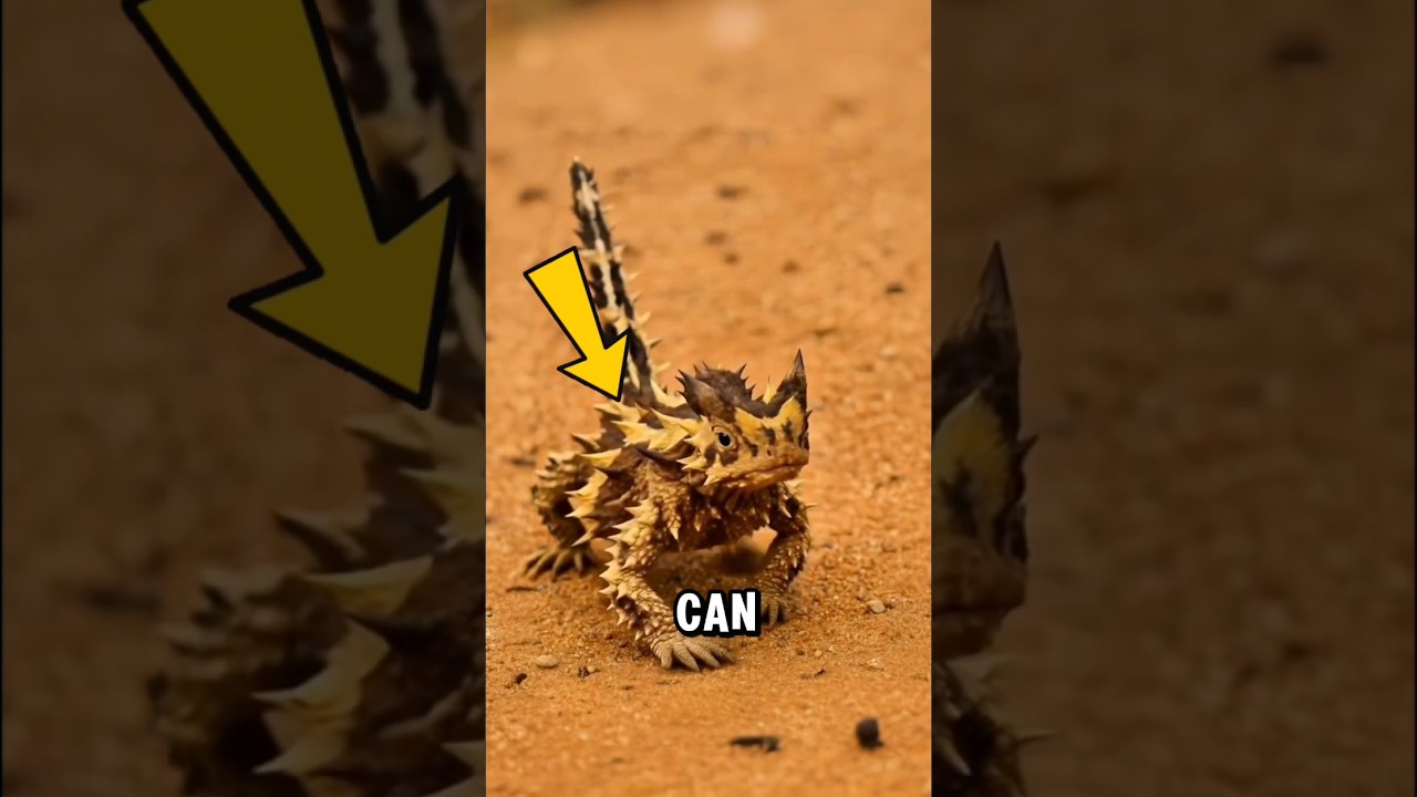 If You Ever End Up in Extreme Heat&hellip; These Animals Would Survive First