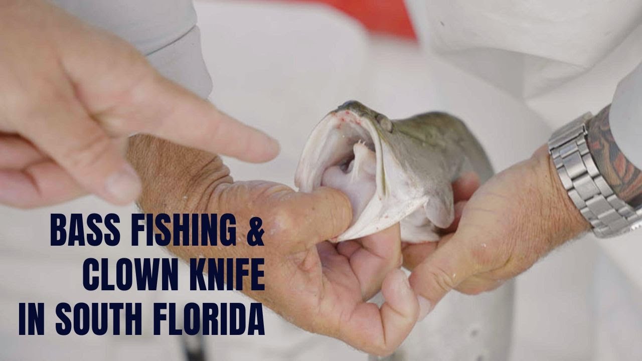Catching Fresh Water EXOTICS with South Florida Bass Charters! Clown Knife, Peacocks and More!