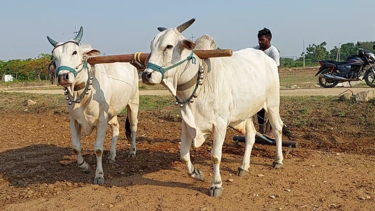 How we ploughing with Bulls 🐂🐂 | Ploughing field with Oxen farming | Bulls plouhing videos2023