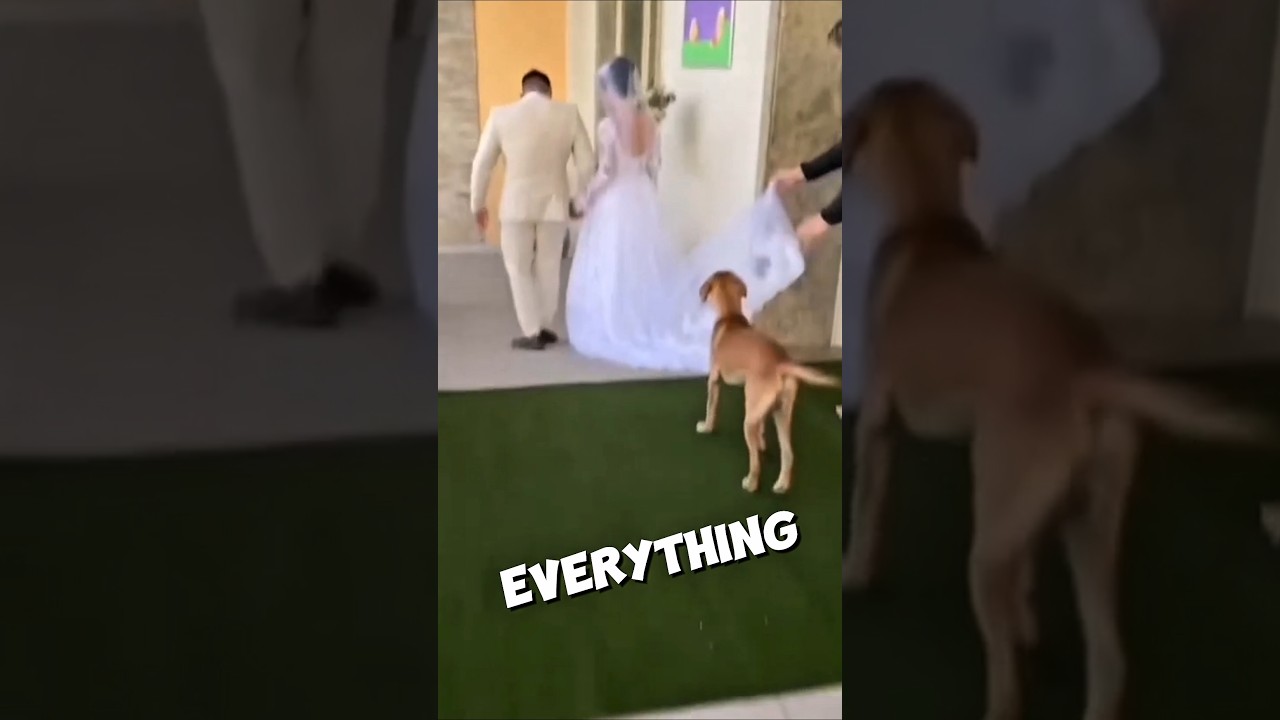 What Happened When a Stray Dog Limped Into Their Wedding? 