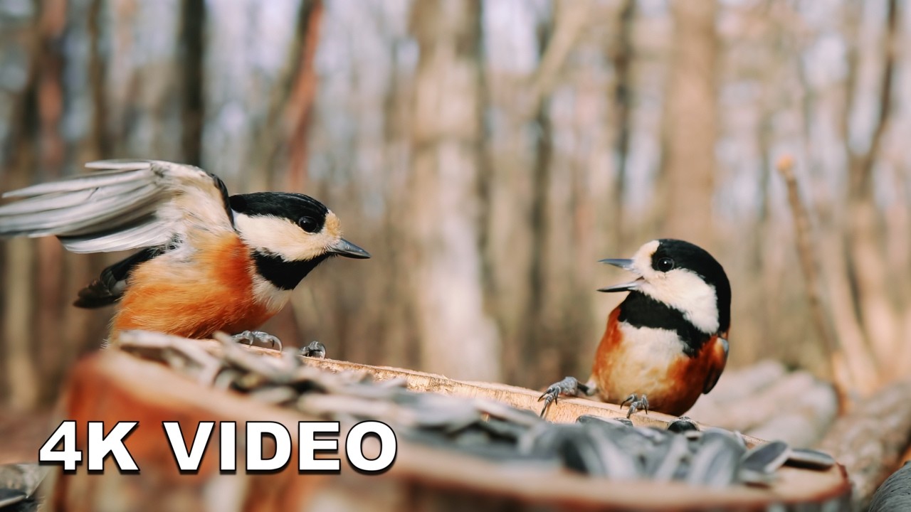 Surprisingly Warm! ☀️ Relaxing 4K Birds at the Feeder (9.3°C / 48.7°F) | Nature ASMR