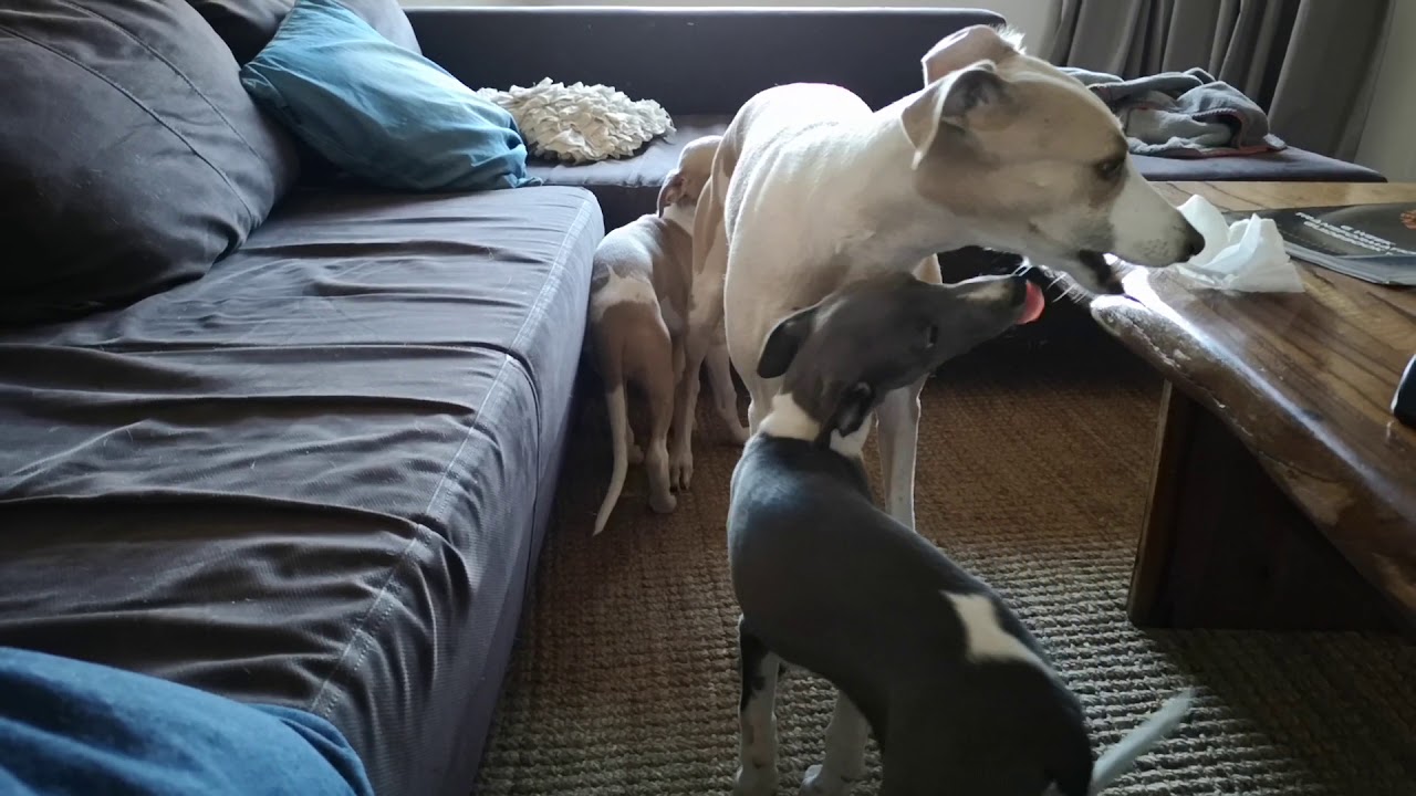 Whippet puppies (10 weeks old)