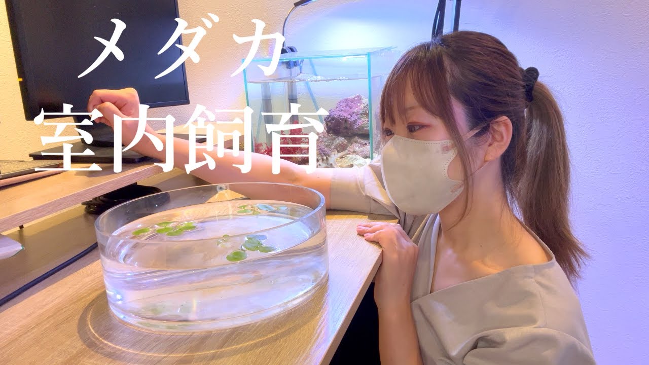 【新生体導入】メダカの屋内飼育は難しい？新たなメダカ水槽を立ち上げました