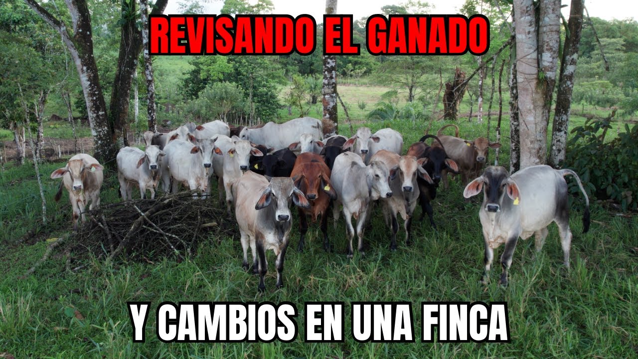 REVISANDO el GANADO con mi PAPÁ y CAMBIOS en una FINCA