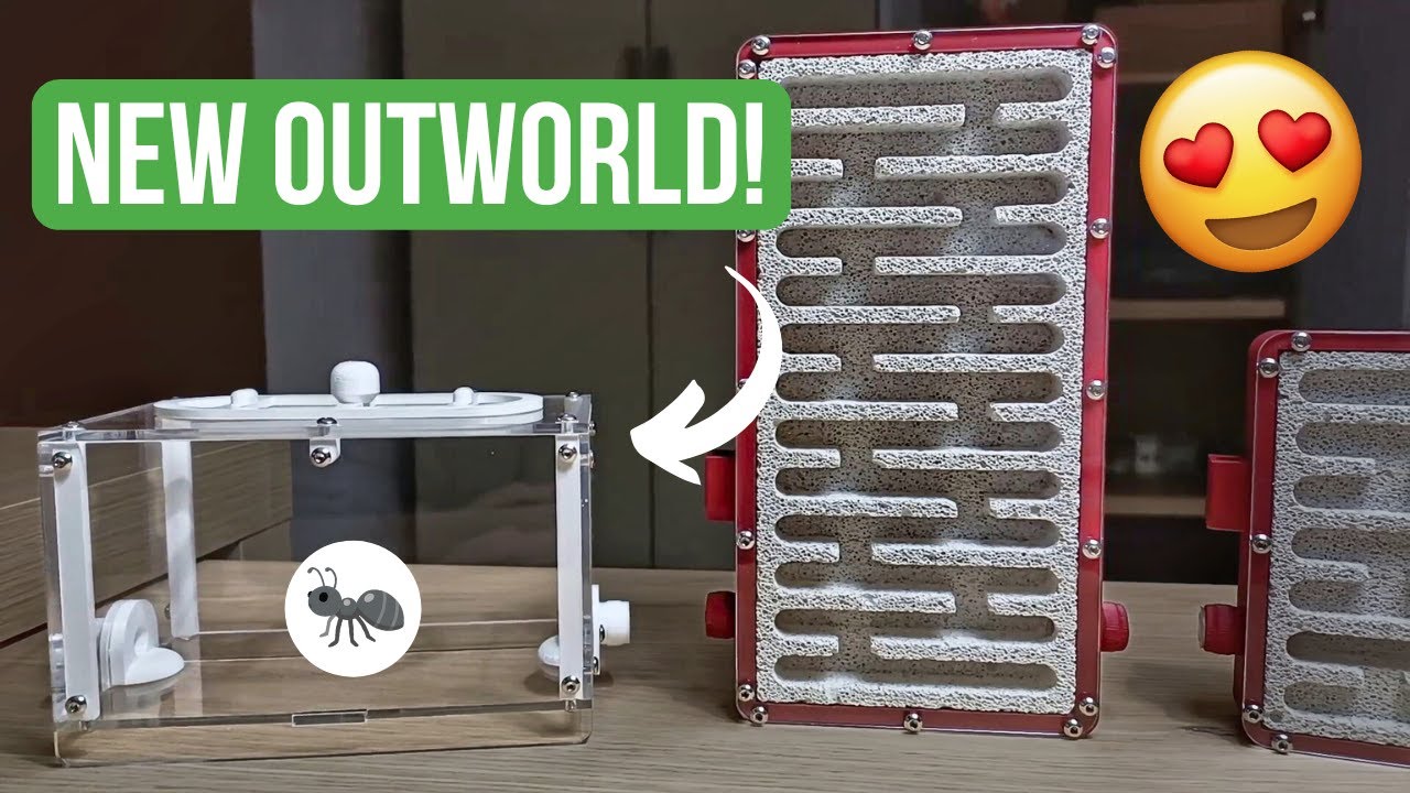 Unboxing Esthetic Ants Outworld + Future Plans! | BRUMA Ants