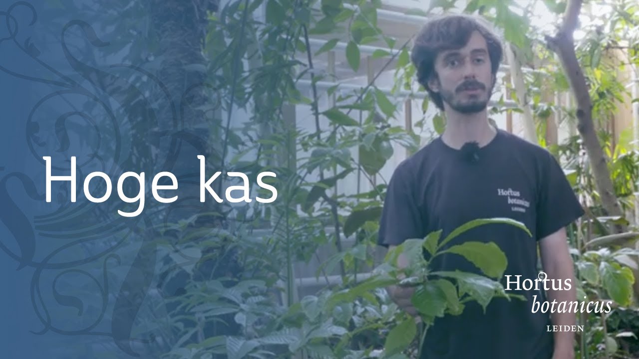 Rondleiding door de hoge kas | Guilherme Herrero Bastos | Hortus botanicus Leiden