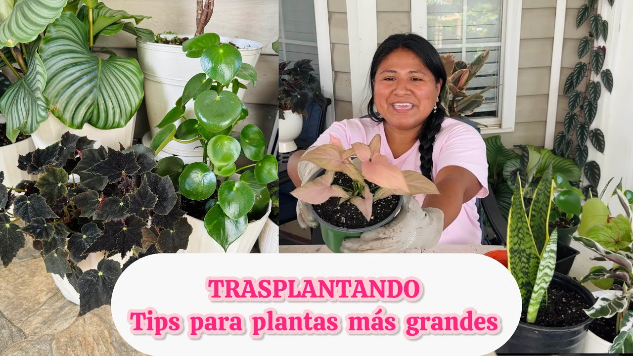 Trasplantando plantas pequeñas de interior y tips para plantas más grandes 