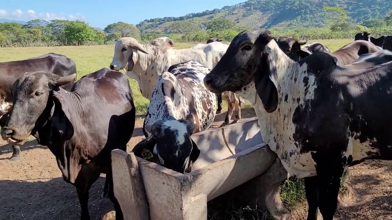 Sardo Negro en venta. Las Tres Fincas en Chapeltique San Miguel El Salvador On