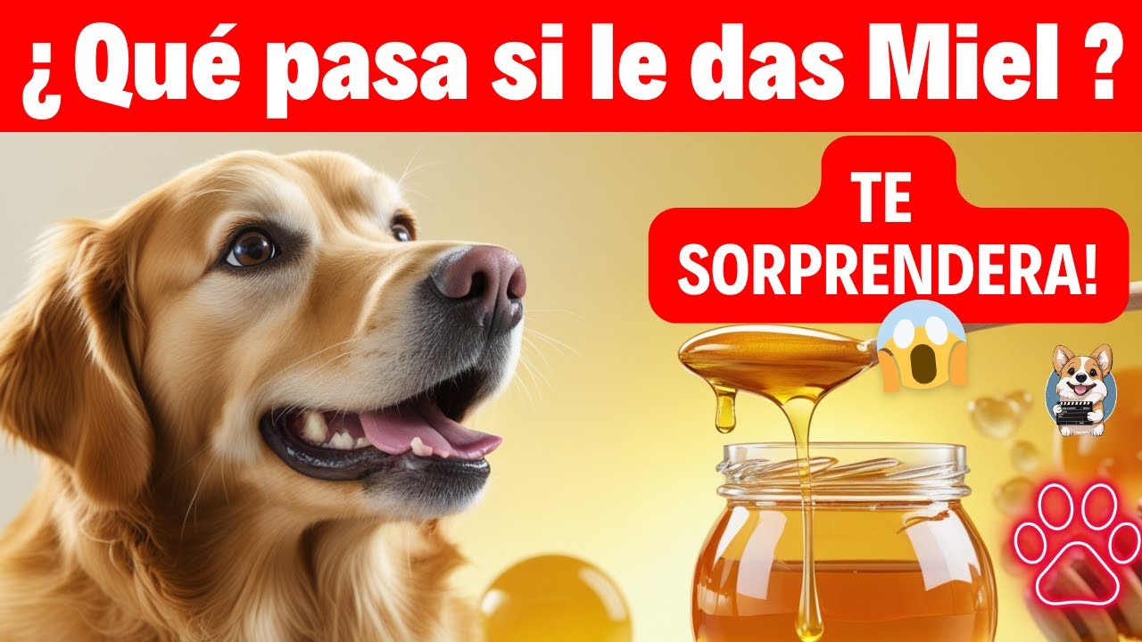 Dale 1 🥄 de MIEL a tu PERRO 🐶🍯 y MIRA lo que PASA
