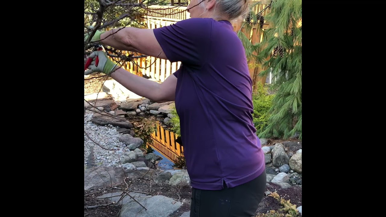 Pruning a Crabapple Tree