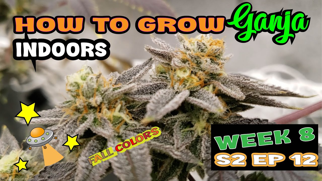 How to Grow Ganja 🔥 Weed 🪴 Cannabis Plant Flower 💐 Stage Flowering Marijuana Plants Indoors Week 8