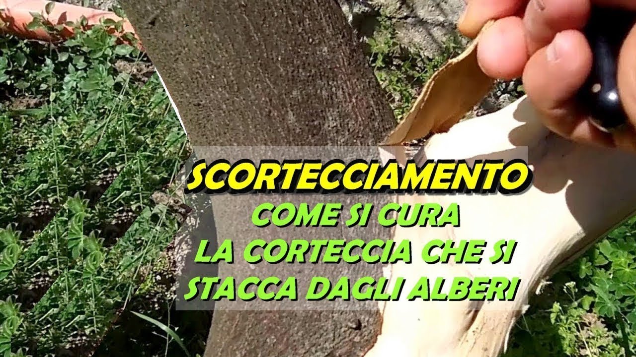 SCORTECCIAMENTO COME SI CURA LA CORTECCIA STACCATA DAGLI ALBERI
