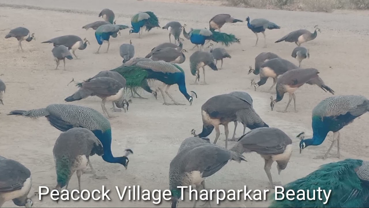 Beautiful desert evening and great peacocks flock I Nature wonders I 