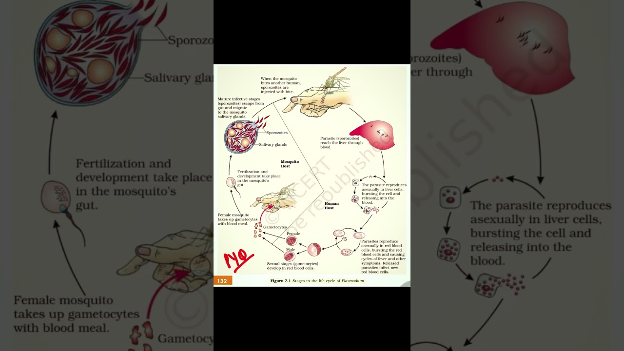 24 Most Imp Diagrams of Class 12 BIOLOGY 🔥✅ #ektasoni #biology #class12biology #biologyboardexam