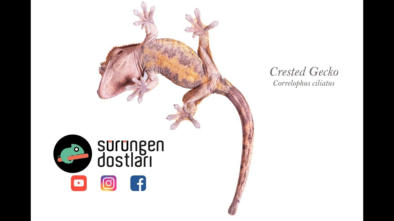 Crested Gecko Bakımı - Correlophus ciliatus