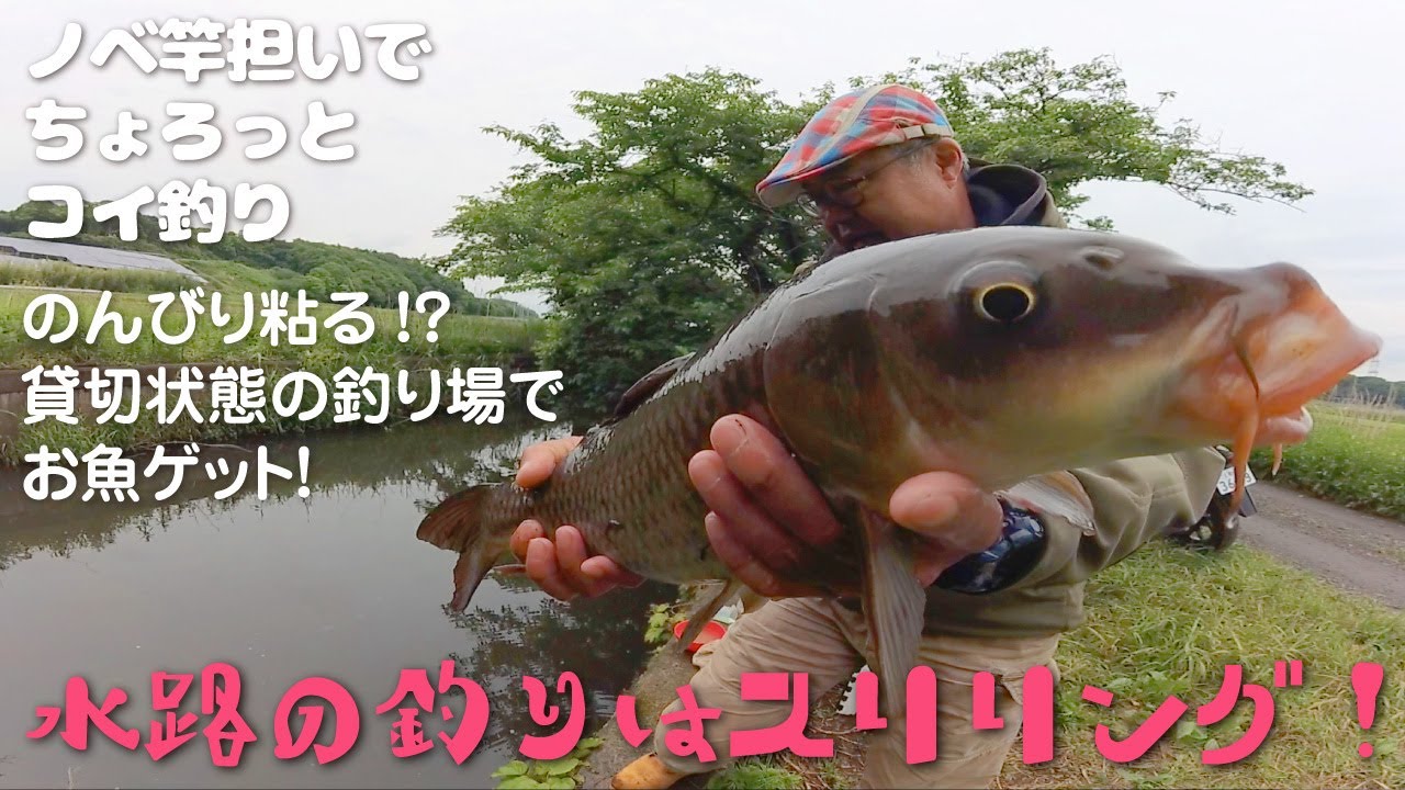 【のべ竿担いで】ちょろっとコイ釣り【水路の釣りは楽しい！】
