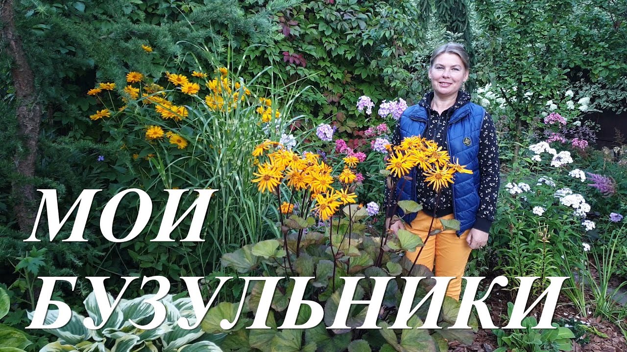 Бузульники в моем саду. Посадка и уход