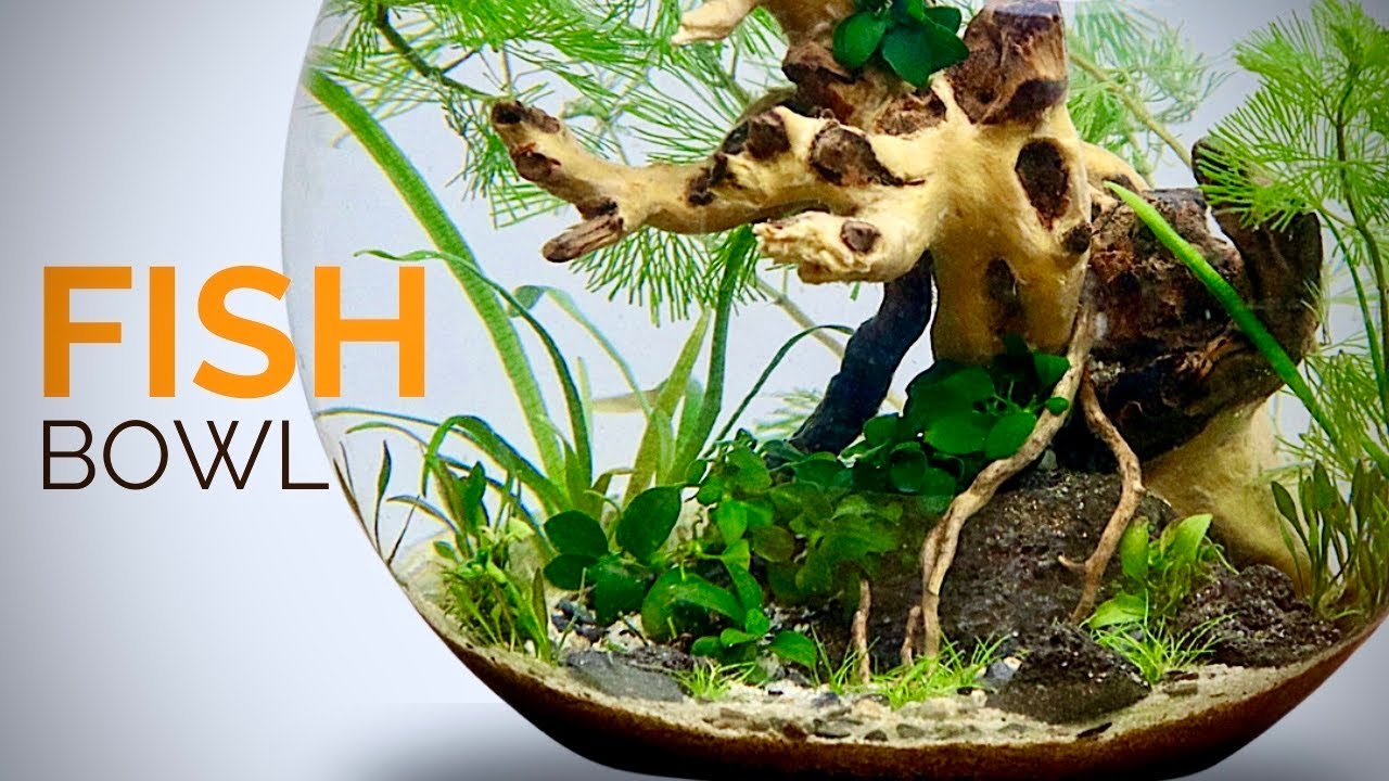 How To Craft A Fish Bowl Aquascape