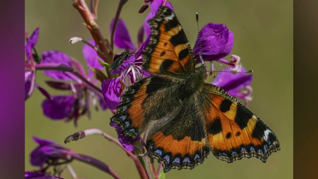 August Wildlife slide show Part 1