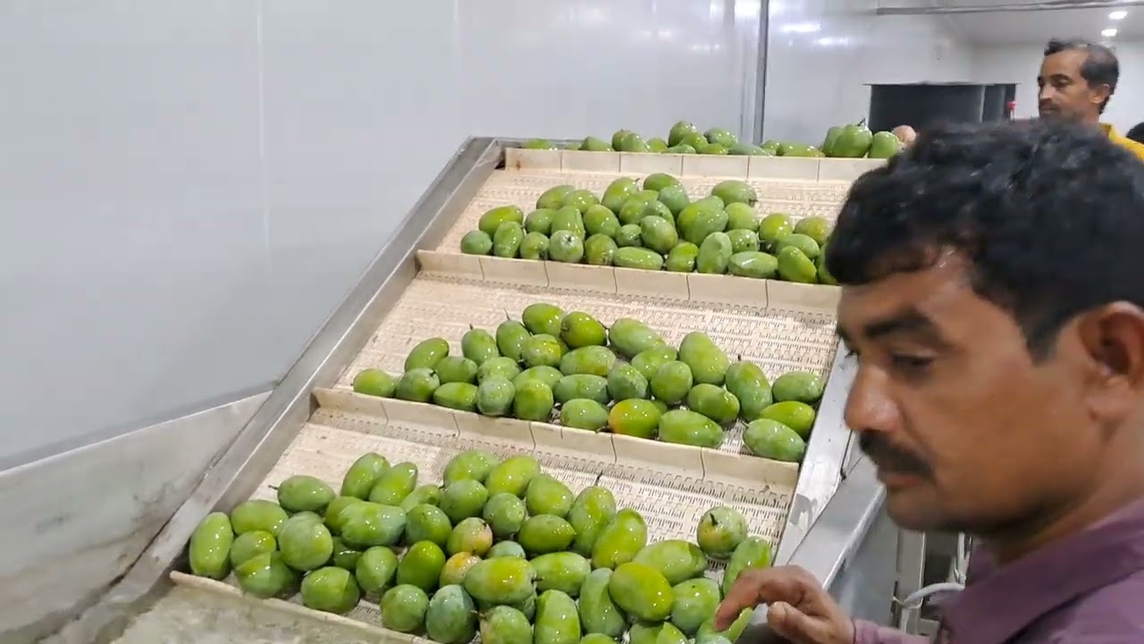 USA MANGO PROCESSING